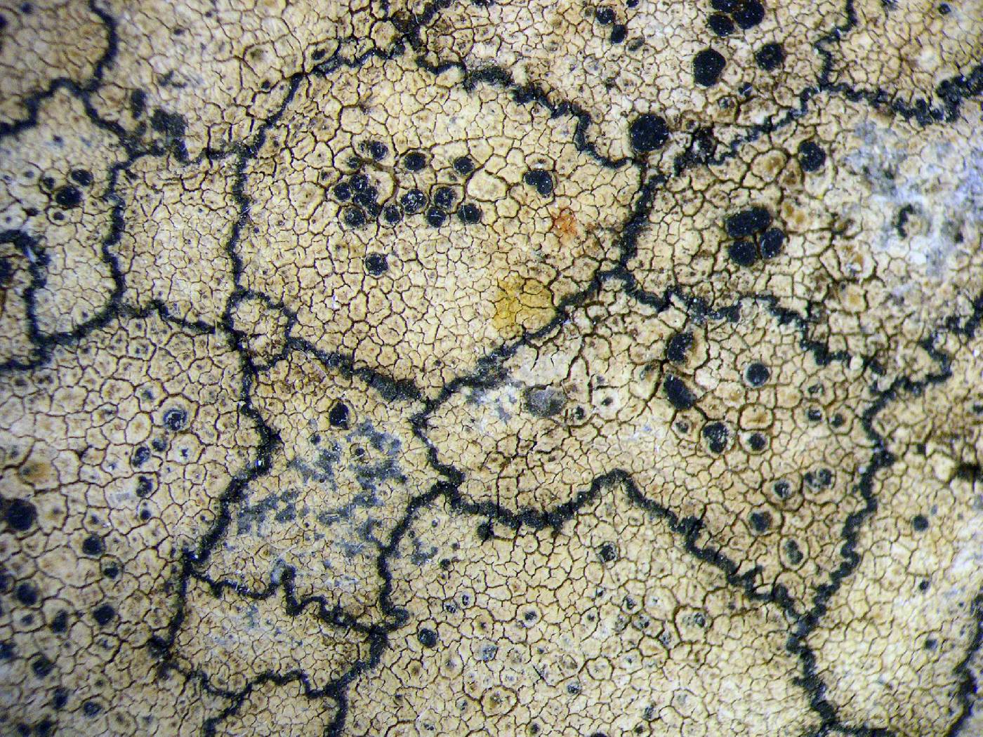 Carbonea image