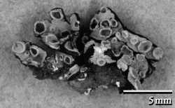 Image of Rhizoplaca peltata