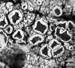 Image of Lecanora subrugosa