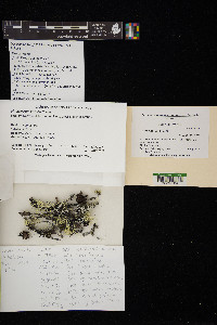 Usnea hirta image