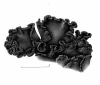Leptochidium albociliatum image