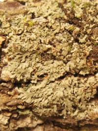 Phaeophyscia rubropulchra image