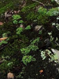 Cladonia ochrochlora image