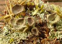 Cladonia grayi image