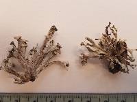 Ramalina americana image