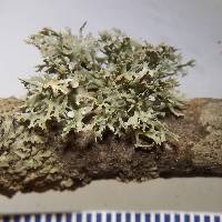 Ramalina culbersoniorum image