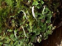 Cladonia ochrochlora image