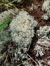 Cladonia rangiferina image