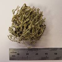 Ramalina farinacea image