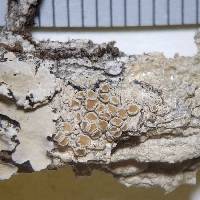 Lecanora hybocarpa image