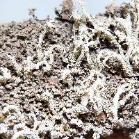 Cladonia ignatii image