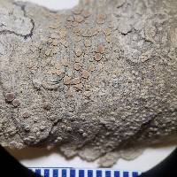 Lecanora louisianae image