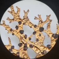 Pseudocyphellaria billardierei image