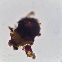 Lichenothelia tenuissima image