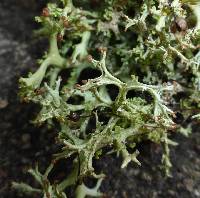 Cladonia multiformis image