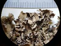 Peltigera rufescens image