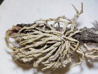 Vermilacinia cephalota image