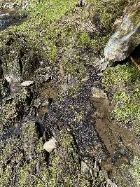 Peltigera hydrothyria image