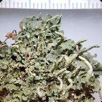 Cladonia ochrochlora image