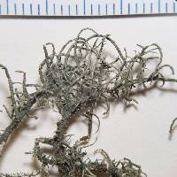 Usnea amblyoclada image