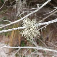 Ramalina willeyi image