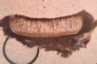 Ochrolechia africana image
