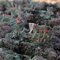 Cladonia cristatella image