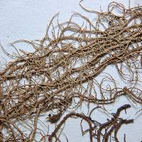 Usnea trichodea image