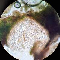 Protothelenella corrosa image