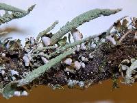 Cladonia ochrochlora image