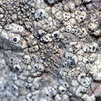 Lecanora oreinoides image