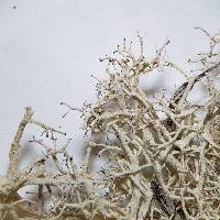 Cladonia leiodea image