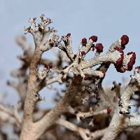 Cladonia leporina image