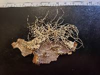 Usnea mutabilis image