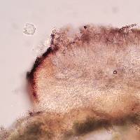 Bacidia heterochroa image
