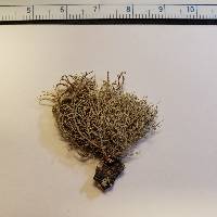 Usnea mutabilis image