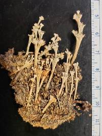 Cladonia verticillata image