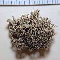 Cladonia leporina image