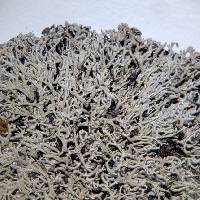 Cladonia uncialis image