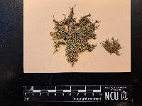 Usnea strigosa image