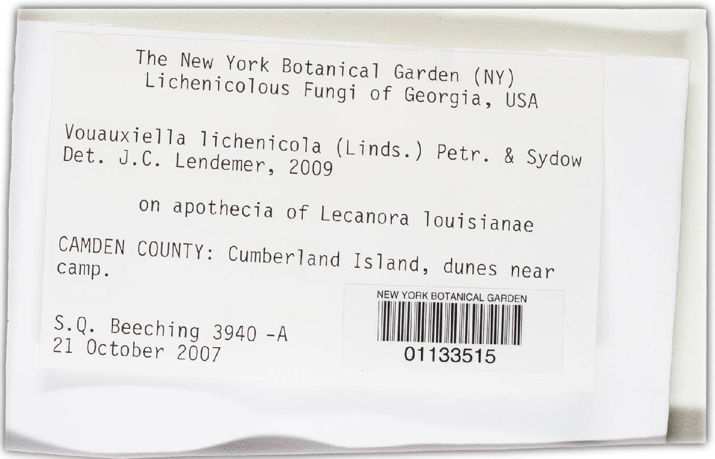 Vouauxiella lichenicola image
