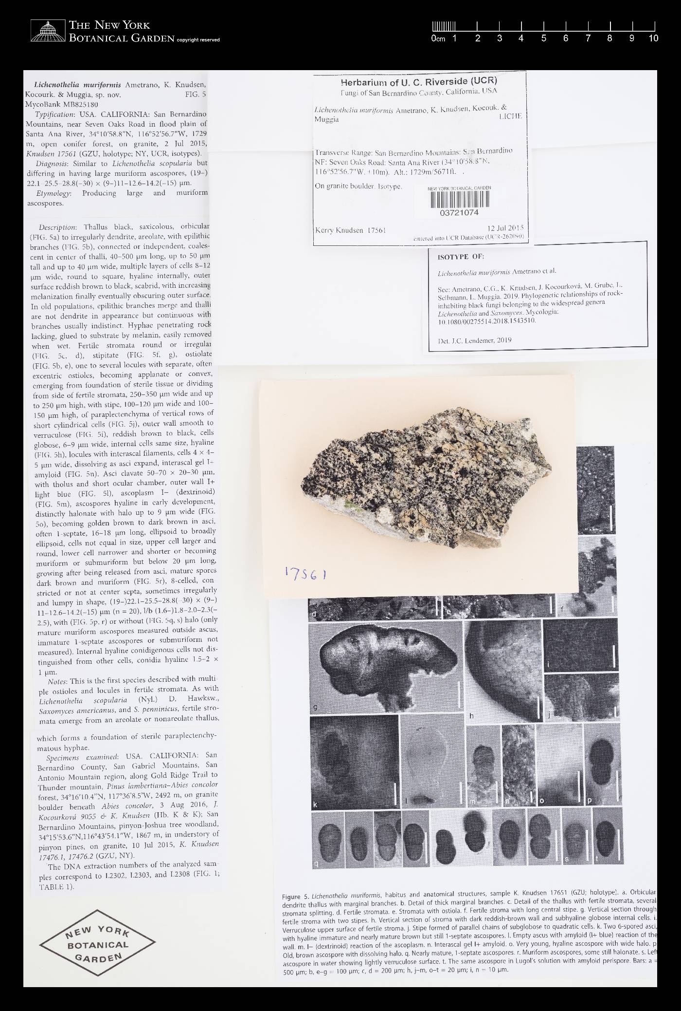 Lichenothelia muriformis image