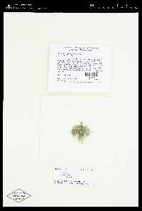 Usnea fragilescens image