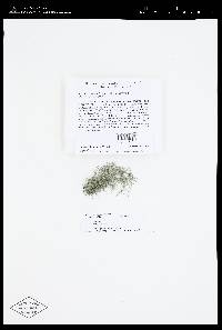 Usnea subscabrosa image