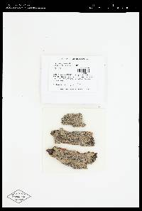 Pertusaria obruta image