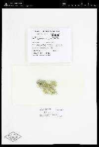 Usnea ceratina image