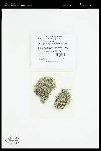 Cladonia subtenuis image