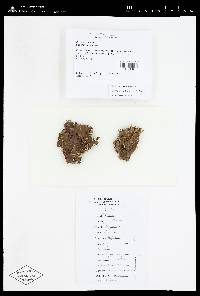 Peltigera praetextata image