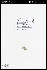 Lepraria finkii image