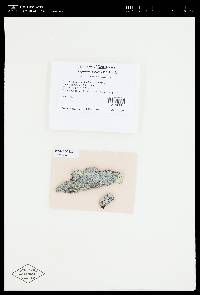 Lepraria caesiella image